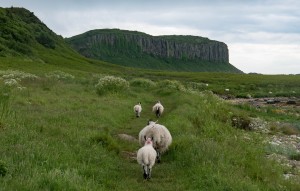 Two sheep and two lambs walking along a grassy path with Drumadoon cliffs in the background