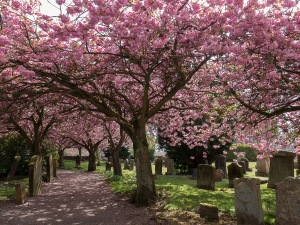 Pink cherry blossom trees in a churchyard